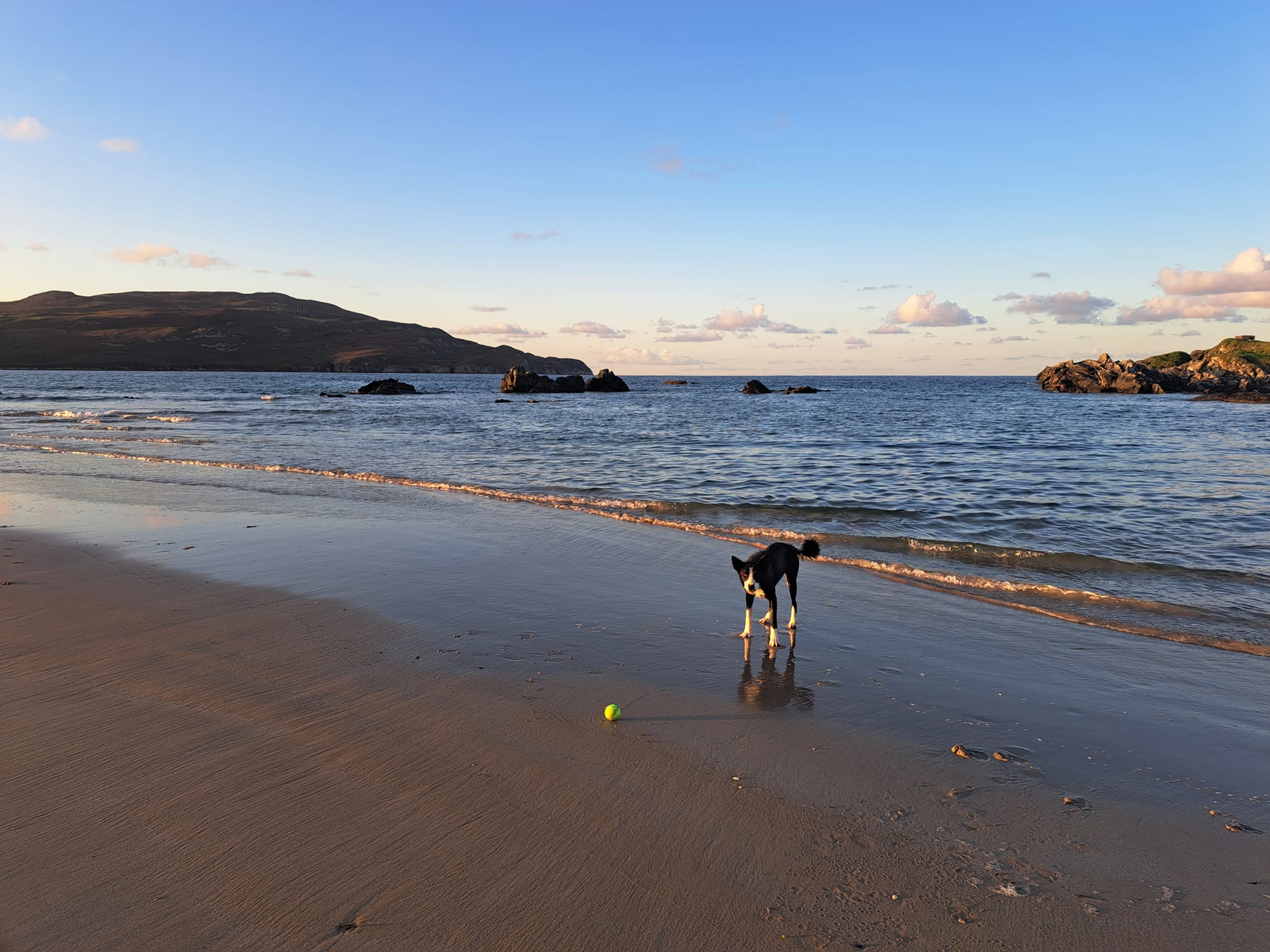 Dog standing on the beach waiting for a ball to be thrown